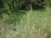 nte Rinatu-20110615 044